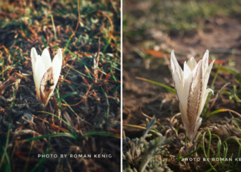 Бишкекте байчечекей гүл ачты (сүрөт)
