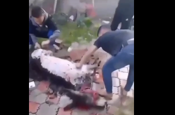 Эшекти союп, терисин сыйрып жаткан видео боюнча милиция маалымат берди