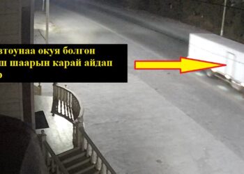 Ошто бир түндө уурдалган 12 баш бодо мал. Окуянын чоо-жайы