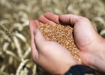 Чүйдө тургун ижарага жер алып, буудай айдаган. Түшүмүн башка адам жыйнап кеткен