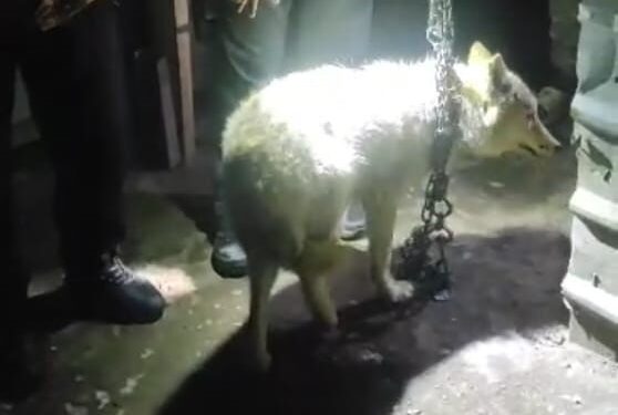 Ысык-Көлдө жаран үйүндө карышкыр багып келген