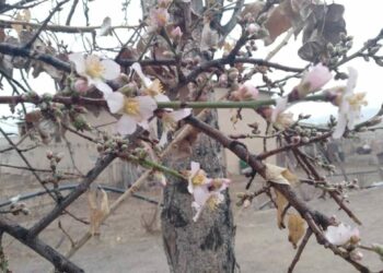 Ала-Букада кышында гүлдөгөн бадам (сүрөт, видео)