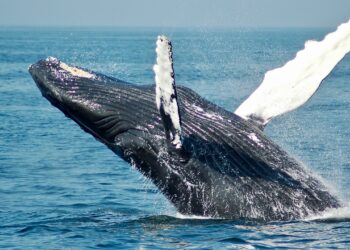 Окумуштуулар биринчи жолу кит менен сүйлөшө алышты