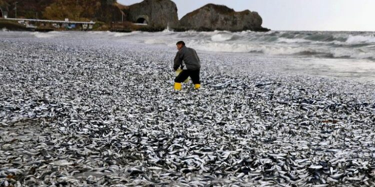 Японияда 1200 тонна өлгөн балык жээкке чыгып калган. Адистер себебин аныкташууда