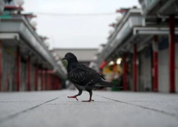 Японияда көгүчкөндү тебелеп кеткен таксист кармалды