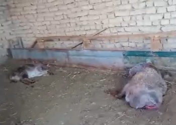 «Элдик кабарчы»: «Жолбун иттер короодогу койлорду өлтүрүп жатат» дейт Таластын тургуну