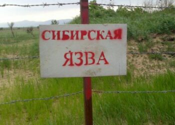 Кыргызстанда күйдүргүнүн 500дөн ашуун очогу аныкталды