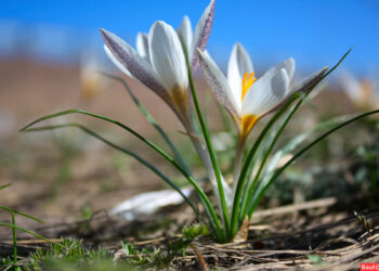 Жаз эрте келеби? Февраль адаттагыдан жылуу болору күтүлүп жатат