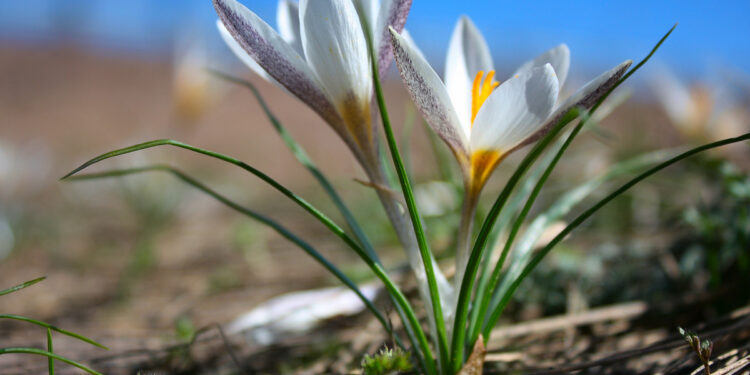 Жаз эрте келеби? Февраль адаттагыдан жылуу болору күтүлүп жатат