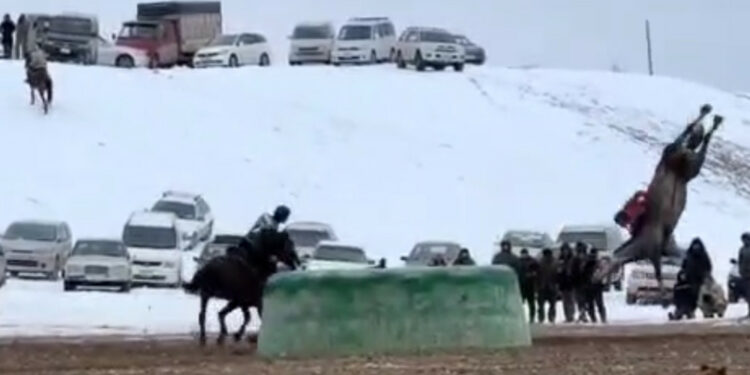 Таласта тай казанды сүзүп, аты менен кошо учкан көк бөрүчүнүн видеосу тарады