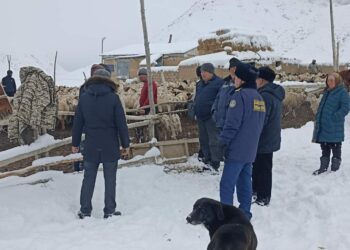 Нарында кар көчкү түшүп, 84 кой-эчки, 3 бодо малды басып калган