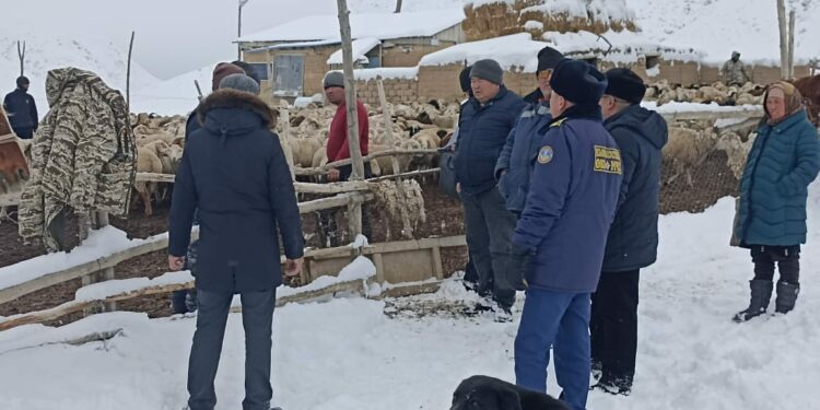 Нарында кар көчкү түшүп, 84 кой-эчки, 3 бодо малды басып калган