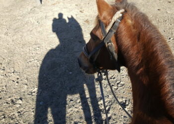 Сузакта улак тартышта жаран сабалып, ооруканага түшкөн. Окуянын чоо-жайы