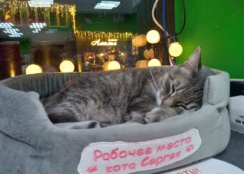 Орусияда мышык дүкөндөгү «жумушунан» куулду. Аны кайтарууга кол топтоп жатышат