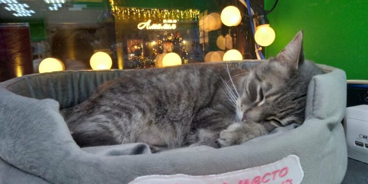 Орусияда мышык дүкөндөгү «жумушунан» куулду. Аны кайтарууга кол топтоп жатышат