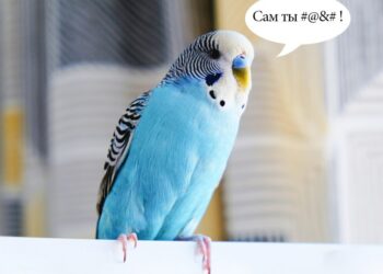 Улуу Британиянын зоопаркындагы тотукуштарды сөгүнгөн сөздөрүн унуттурууга аракет кылышууда