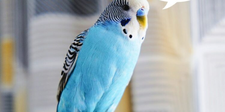 Улуу Британиянын зоопаркындагы тотукуштарды сөгүнгөн сөздөрүн унуттурууга аракет кылышууда