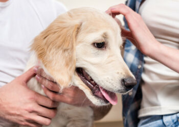 Түштүк Кореяда иттерди эти үчүн өлтүрүүгө тыюу салынды