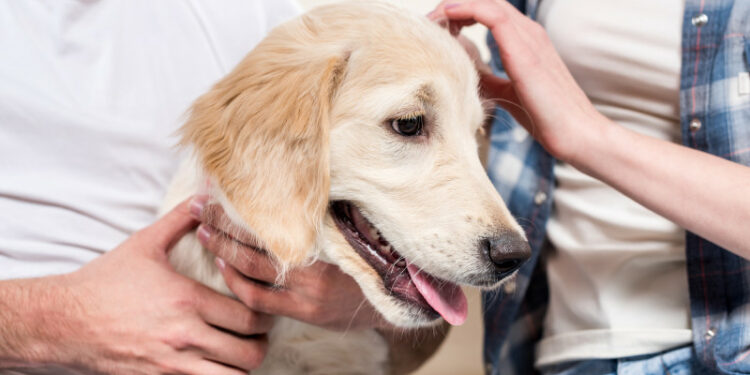 Түштүк Кореяда иттерди эти үчүн өлтүрүүгө тыюу салынды