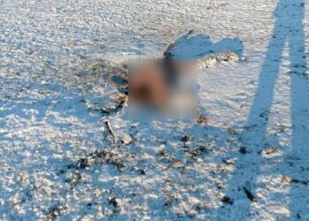 Таласта карышкырлар адамга кол салып өлтүргөнбү? Милициянын жообу