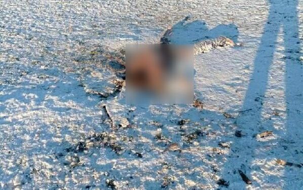 Таласта карышкырлар адамга кол салып өлтүргөнбү? Милициянын жообу