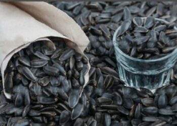 Семичке чагууга болбойт! Сулайман-Тоого чыгууда бир катар тыюу салуу киргизилди