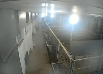 Алматыда жер титирөө учурунда зоопарктагы жаныбарлардын реакциясы кандай болгон? (видео)