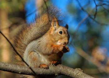 26-январда өлкөдө күтүлгөн аба ырайы