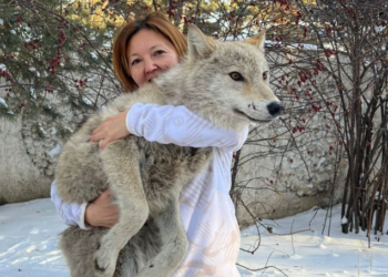 Карышкырды базарда сатууга аракет кылышкан. Эми ал зоопаркта жашап жатат