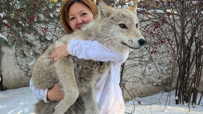 Карышкырды базарда сатууга аракет кылышкан. Эми ал зоопаркта жашап жатат