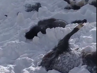 Нарында кар көчкү топоздорду басып калган видео тарады