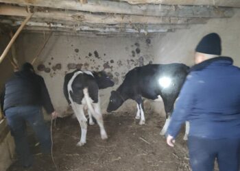 Баткендин тургуну түн ичинде кылган кылмышы үчүн кармалды (сүрөт)