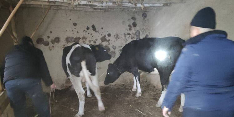 Баткендин тургуну түн ичинде кылган кылмышы үчүн кармалды (сүрөт)