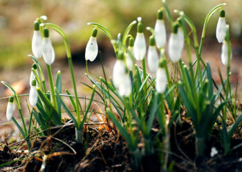 Синоптиктер 8-мартка чейинки аба ырайынын божомолун жарыялашты
