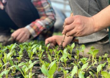 Бишкек апрель айында 1 миллион 600 миң гүл менен кооздолот (сүрөт)