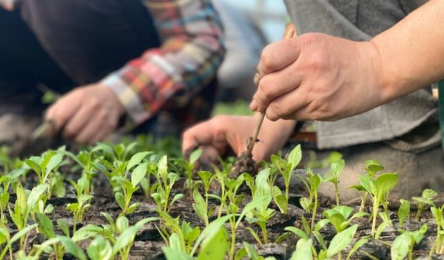 Бишкек апрель айында 1 миллион 600 миң гүл менен кооздолот (сүрөт)