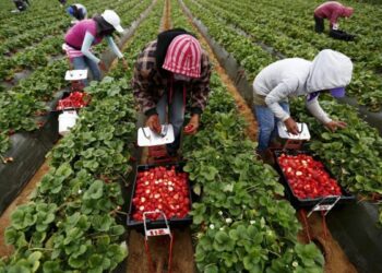 7 саатта Британияга жумушка баруу үчүн 26 миңден ашуун адам арыз берди