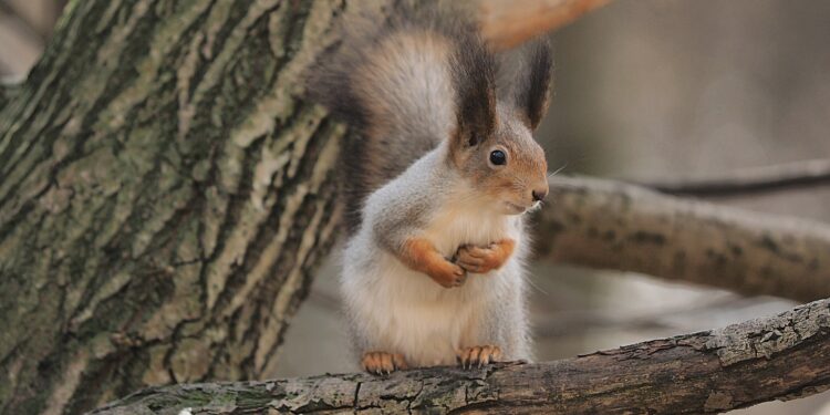 3-февралга карата өлкөдө күтүлгөн аба ырайы