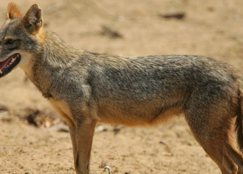 Баткенде чөө тиштеген үч адамдын абалы айтылды