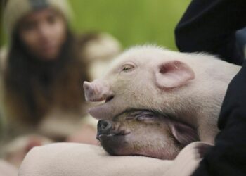 Японияда ичинде торопойлор жүргөн кофеканалар популярдуу болуп жатат