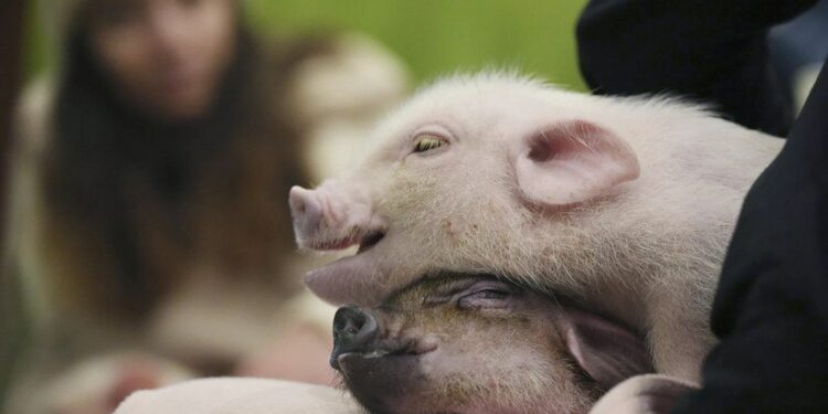 Японияда ичинде торопойлор жүргөн кофеканалар популярдуу болуп жатат