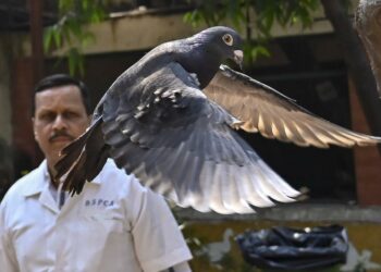 Индияда тыңчылыкка шектелип, 8 ай камакта жаткан көгүчкөн коё берилди