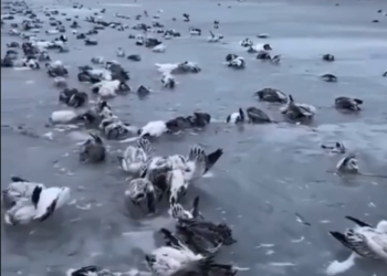 Кытайда катуу сууктан көлмөдөгү канаттуулар кырылып калды (видео)