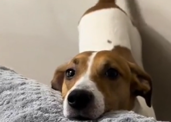 Гимн угуп, той ырларына бийлеген ит интернетти «жарып» жатат (видео)