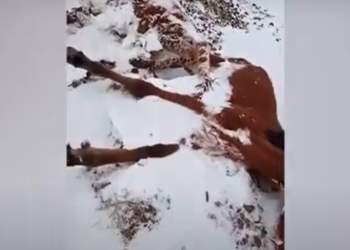 Казакстанда ачарчылыктан жылкылар кырылып жатат (видео)