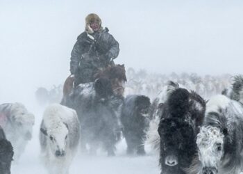 Монголияда жуттан 3 миллиондой мал кырылды