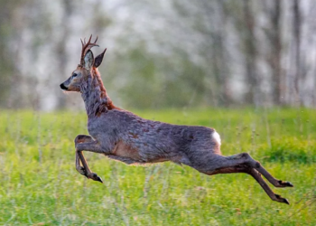 Алайда сейрек кездешүүчү эликти аткан жарандар аныкталды