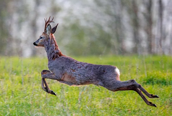 Алайда сейрек кездешүүчү эликти аткан жарандар аныкталды