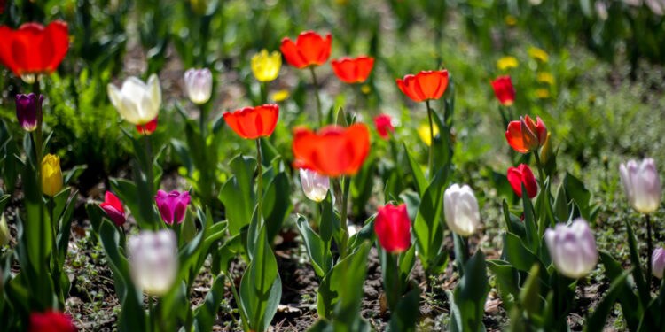 26-мартка карата өлкөдө күтүлгөн аба ырайы