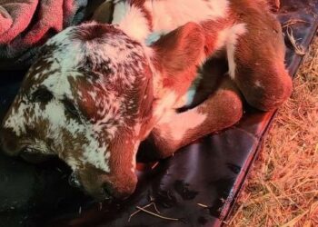 «Бир нече күн гана жашайт». АКШда кош тумшуктуу музоо туулду (сүрөт)